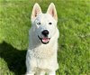 adoptable Dog in  named KYRO