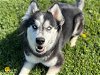 adoptable Dog in fairfield, CA named CALI