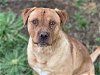 adoptable Dog in fairfield, CA named FLETCHER