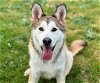 adoptable Dog in fairfield, CA named AXEL