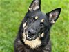 adoptable Dog in fairfield, CA named KENAI