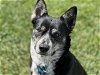 adoptable Dog in fairfield, CA named BECKY