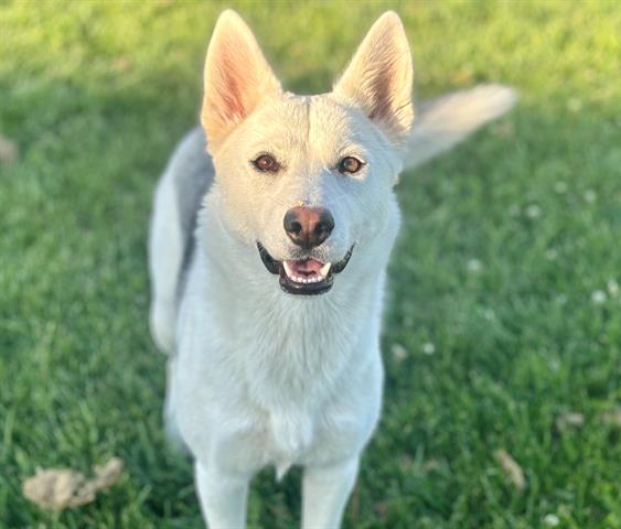 adoptable Dog in Fairfield, CA named SAVANNAH