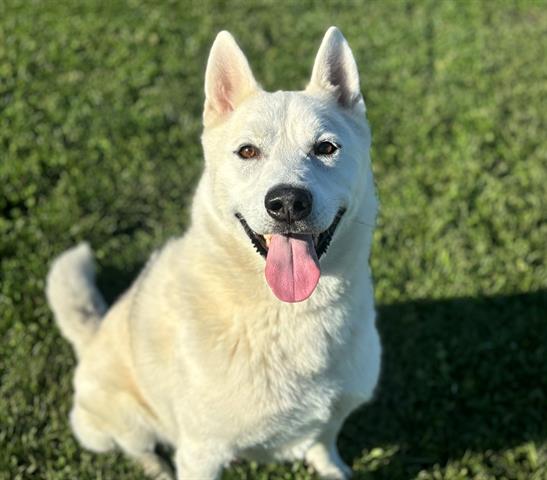 adoptable Dog in Fairfield, CA named LUKE