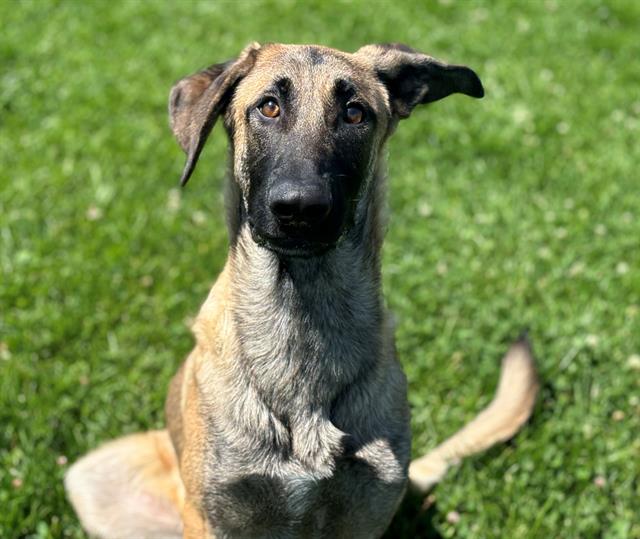 adoptable Dog in Fairfield, CA named RALPHY