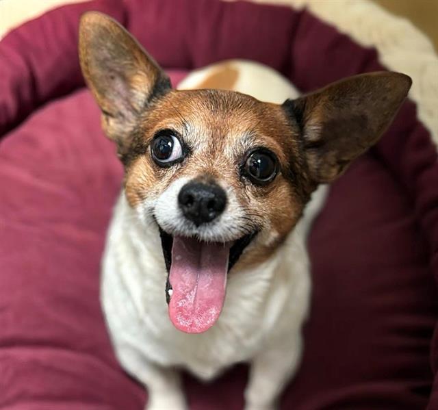 adoptable Dog in Fairfield, CA named POTATO