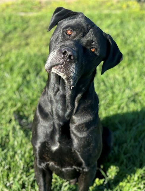 adoptable Dog in Fairfield, CA named DARIC