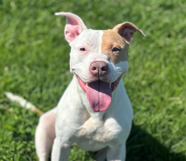 adoptable Dog in Fairfield, CA named LUNA