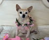 adoptable Dog in Fairfield, CA named PRINCESS