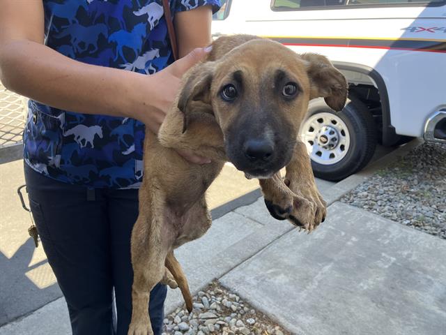 adoptable Dog in Fairfield, CA named ATHENA