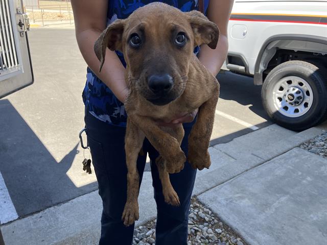 adoptable Dog in Fairfield, CA named APOLLO