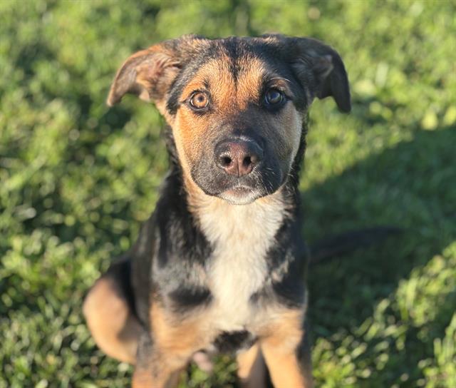 adoptable Dog in Fairfield, CA named MARTY