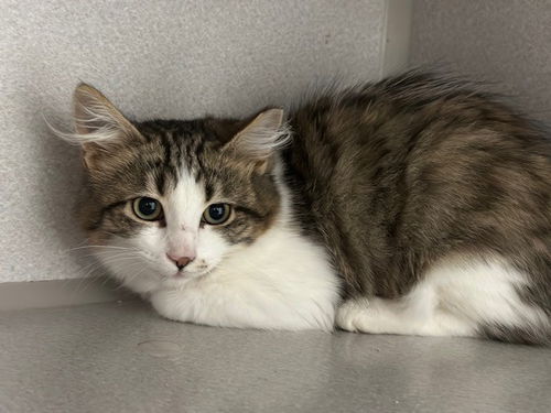 picture of the cat needing adoption