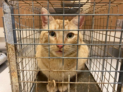 picture of the cat needing adoption