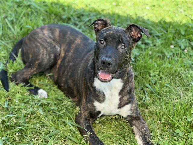 adoptable Dog in Fairfield, CA named PEEK A BOO