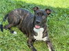 adoptable Dog in  named PEEK A BOO