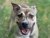 adoptable Dog in  named ALICE