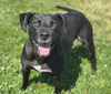 adoptable Dog in  named SIR JACK HARLOW