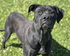 adoptable Dog in  named WILLOW
