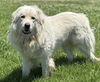 adoptable Dog in Fairfield, CA named ASLAN