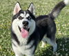 adoptable Dog in Fairfield, CA named CORKY