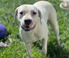 adoptable Dog in Fairfield, CA named LADY