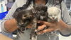 adoptable Cat in Fairfield, CA named OREO