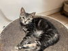 adoptable Cat in Fairfield, CA named RICE