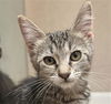 adoptable Cat in Fairfield, CA named PINE