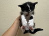 adoptable Cat in Fairfield, CA named MOSES