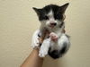 adoptable Cat in Fairfield, CA named PIGG