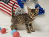 adoptable Cat in Fairfield, CA named RIVER