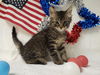 adoptable Cat in Fairfield, CA named CAL