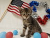 adoptable Cat in Fairfield, CA named THOMAS