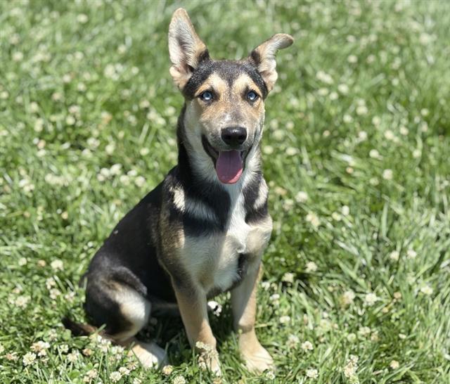 adoptable Dog in Fairfield, CA named BETSY