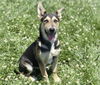 adoptable Dog in Fairfield, CA named BETSY