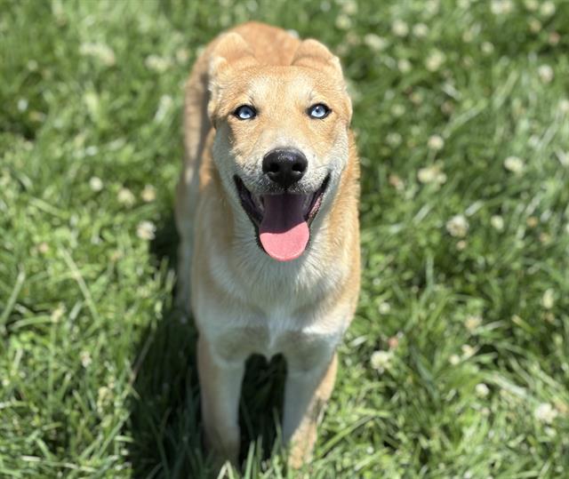adoptable Dog in Fairfield, CA named LIBERTY