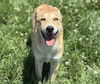adoptable Dog in Fairfield, CA named LIBERTY