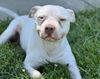 adoptable Dog in Fairfield, CA named PORK CHOP