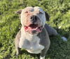 adoptable Dog in Fairfield, CA named MRS. KRABS