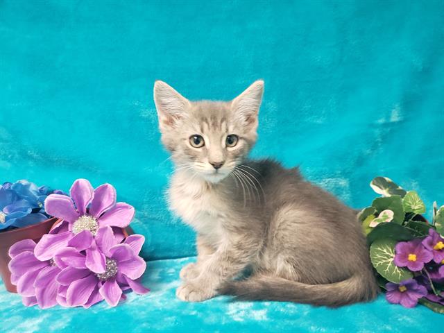 adoptable Cat in Fairfield, CA named HARRY