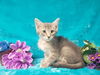 adoptable Cat in  named HARRY