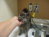 adoptable Cat in  named ESME