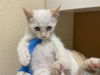 adoptable Cat in ,  named LUCKY