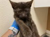 adoptable Cat in ,  named BROWNIE