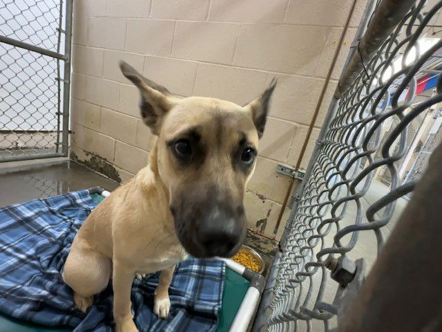 adoptable Dog in Fairfield, CA named SOPHIA