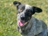adoptable Dog in  named BLOSSOM