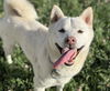 adoptable Dog in  named COTTON