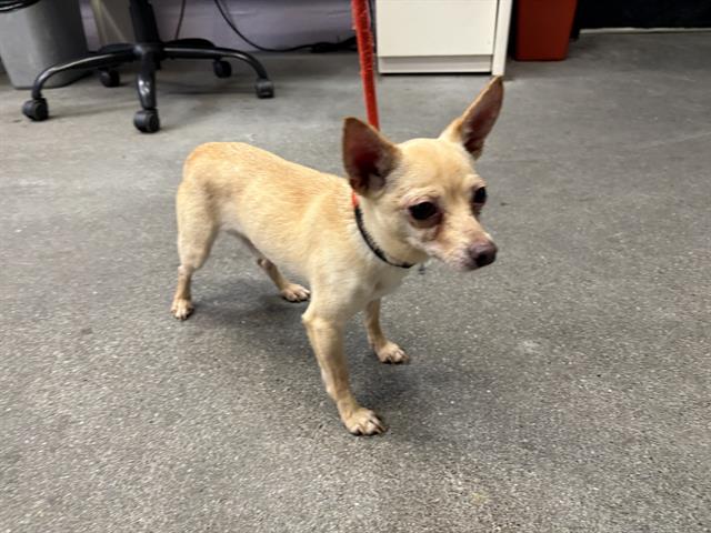adoptable Dog in Fairfield, CA named ARLO