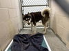 adoptable Dog in  named MARCUS